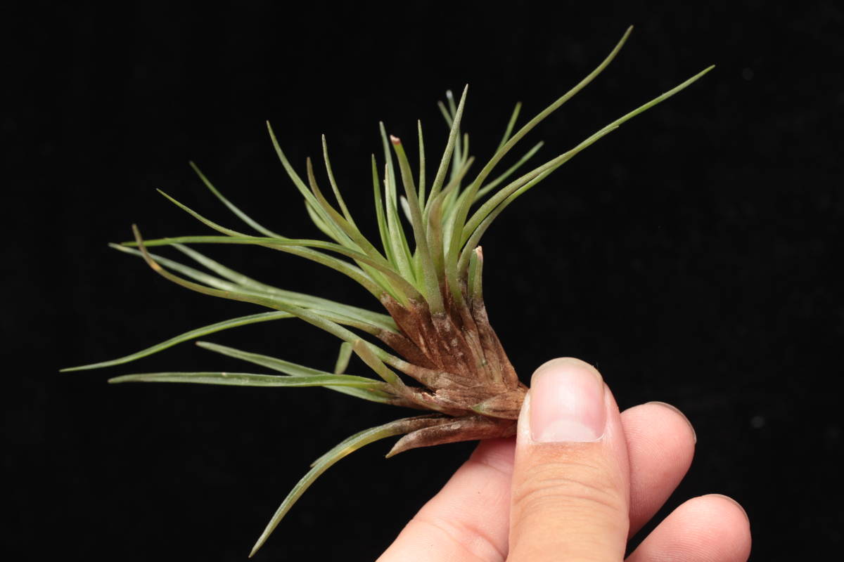 Yahoo!オークション - Stigmatodon plurifolius ブロメリア