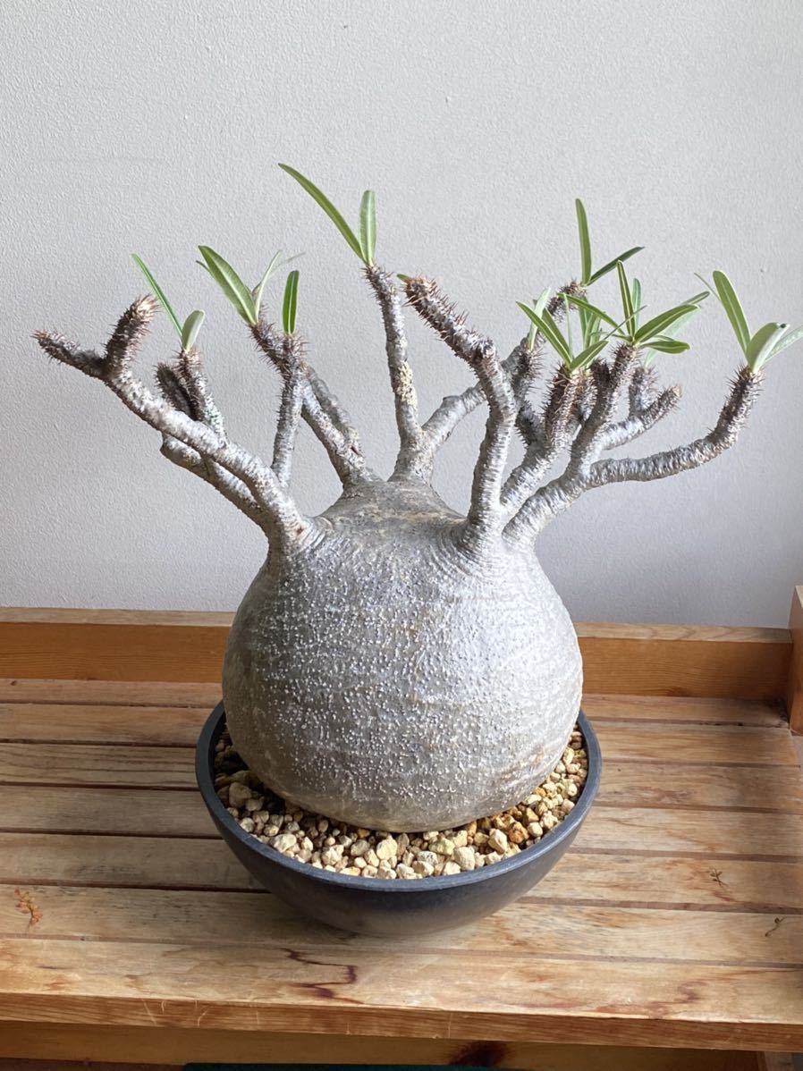 Yahoo!オークション - パキポディウム グラキリス 極上美株 発根済 検