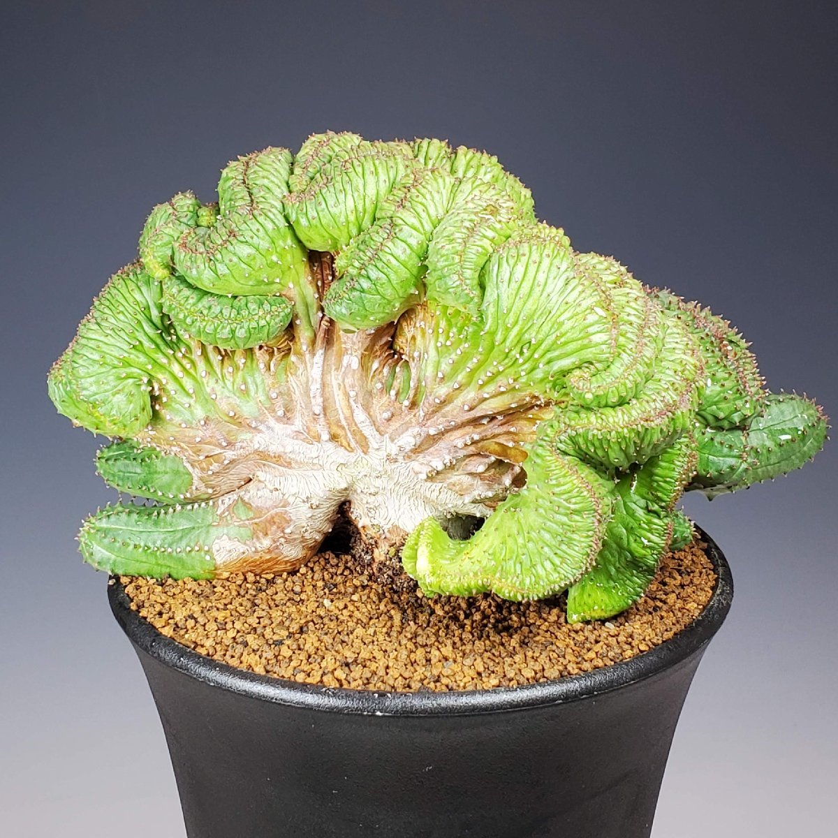 Yahoo!オークション - ユーフォルビア・オベサブロウ 綴化(石化) 12cm