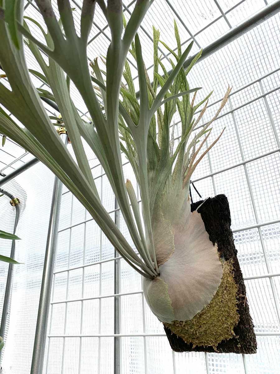 Yahoo!オークション - P. veitchii 'Auburn River' (オーバンリバー ビ