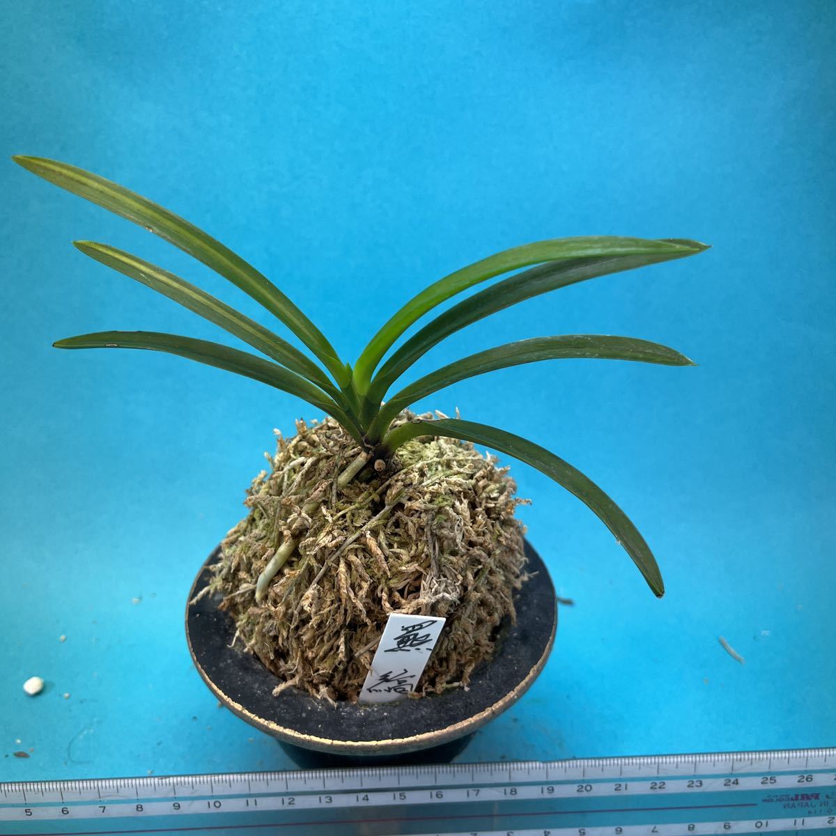 迎春特別出品】富貴蘭「天王羆の縞」 羆の光 : □ サムライ オーキッド