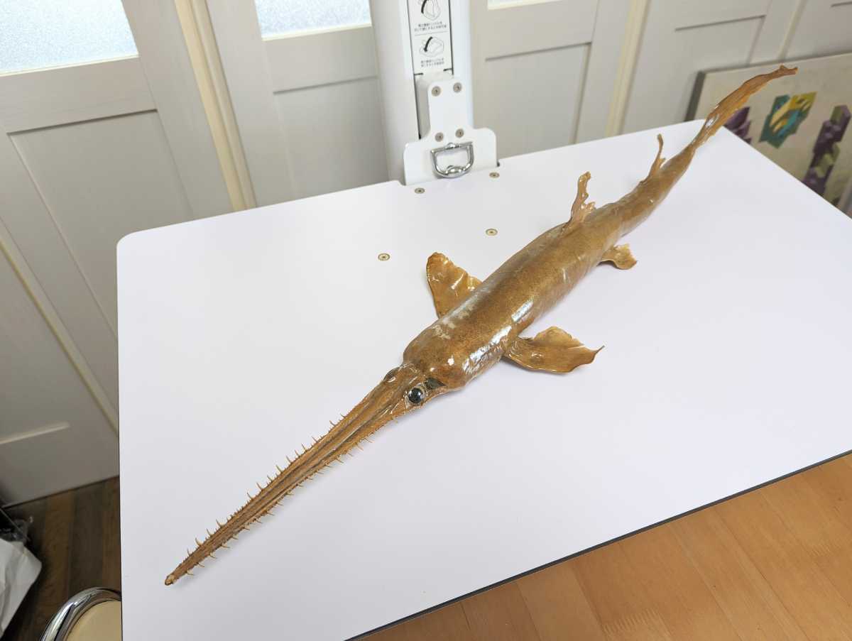 Yahoo!オークション - レア 希少 ノコギリザメ 約70cm 幼体 剥製 標本