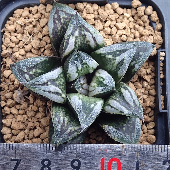 Yahoo!オークション - ハオルチア 月夜野 葉挿し苗 多肉植物