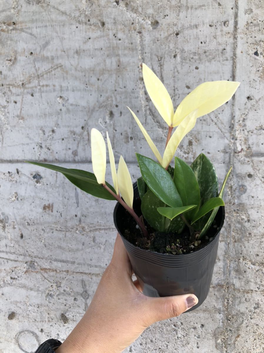 Yahoo!オークション - 【希少 】ザミオクルカス ザミフォーリア 斑入り