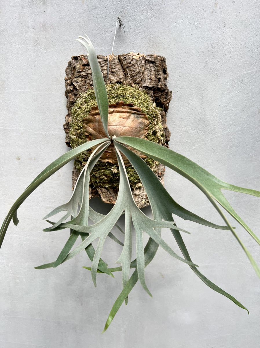 Yahoo!オークション - P. willinckii 'Yellow Moon Dwarf' spore grown