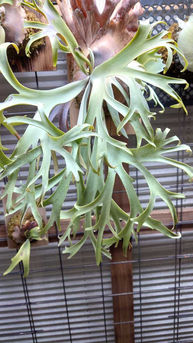 Yahoo!オークション - ビカクシダ ウィリンキー 月光爪哇 子株 Platice