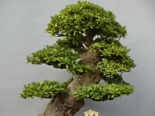 Yahoo!オークション - 【趣味のさつき】 人気品種の太物 「五 光」 樹