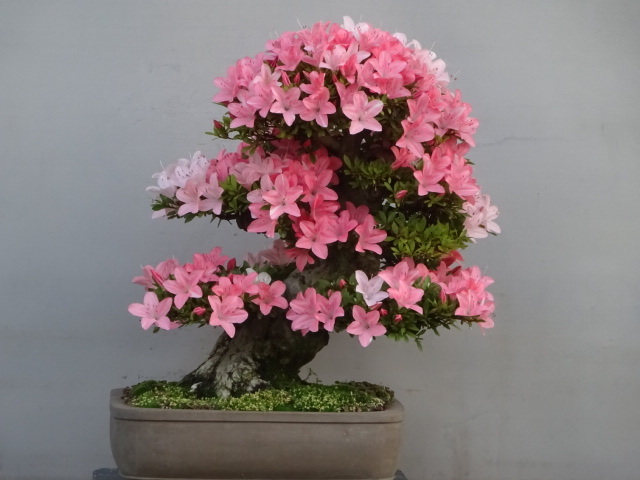 Yahoo!オークション - 【趣味のさつき】 人気品種の太物 「五 光」 樹