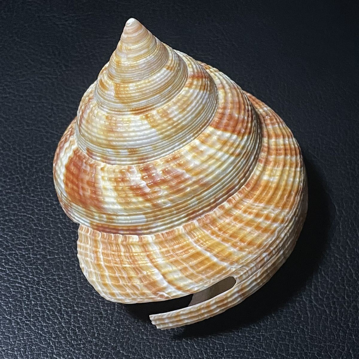 Yahoo!オークション - 貝殻 標本 オキナエビスガイ 81.5mm 特美品 蓋付