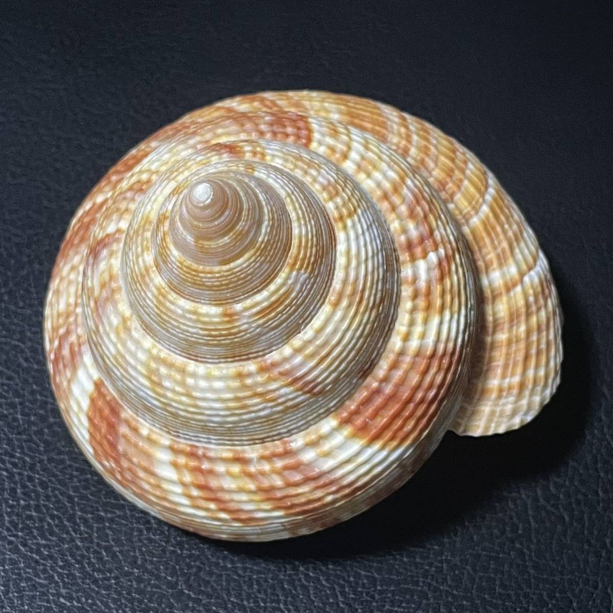Yahoo!オークション - 貝殻 標本 オキナエビスガイ 81.5mm 特美品 蓋付