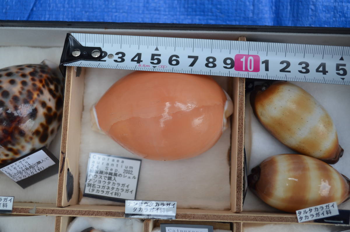 Yahoo!オークション - 貝標本 貝殻標本 海洋生物標本 ホシタカラガイ