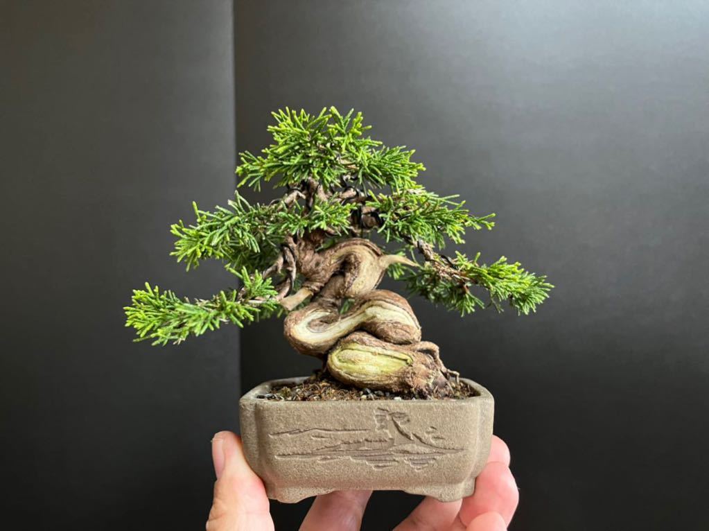 Yahoo!オークション - 真柏盆栽 糸魚川真柏 捻転シャリ幹 小品盆栽 ミ