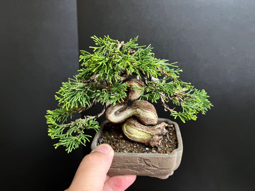 Yahoo!オークション - 真柏盆栽 糸魚川真柏 捻転シャリ幹 小品盆栽 ミ