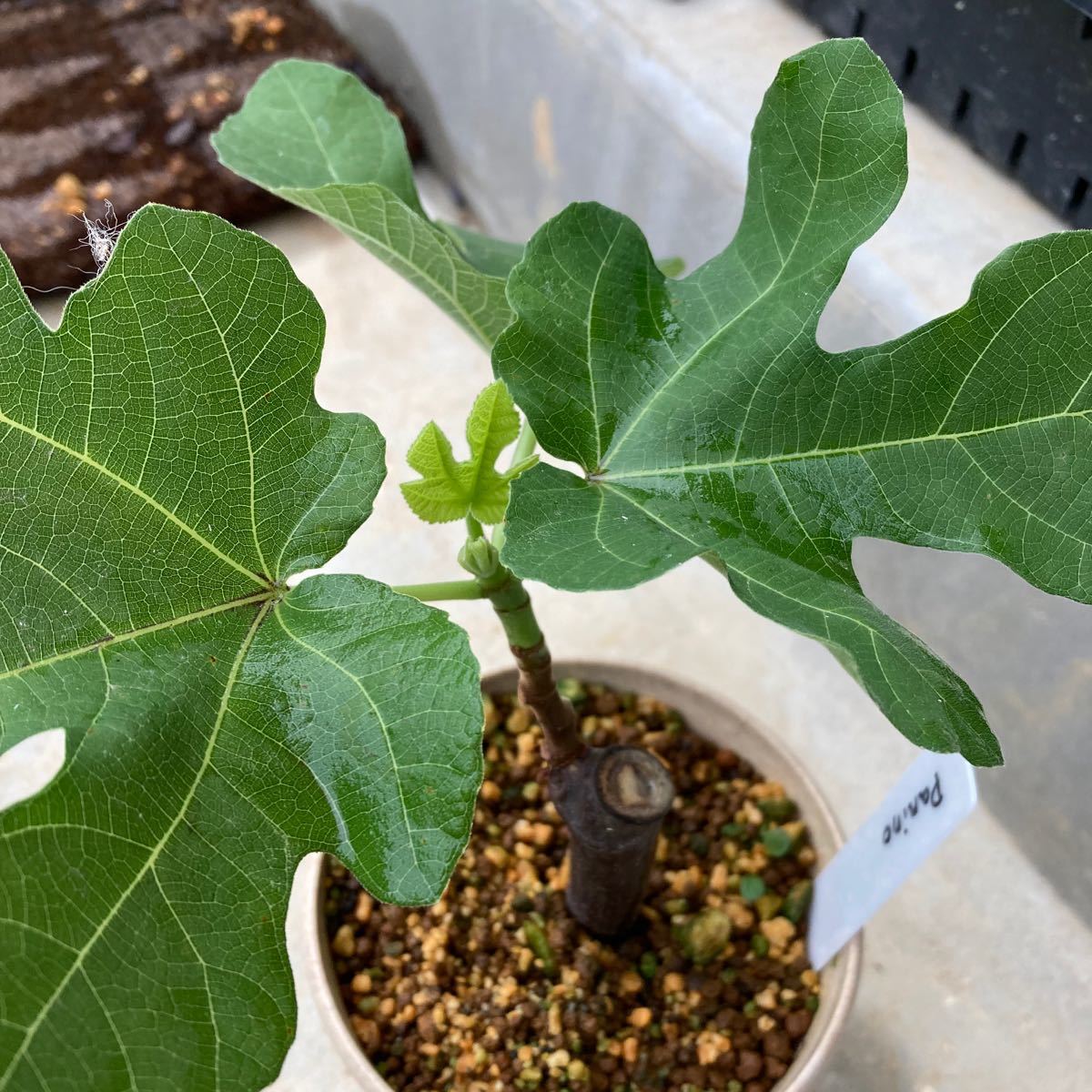 masa555さま専用】パニーノ Panino イチジク苗 発根確認済｜Yahoo