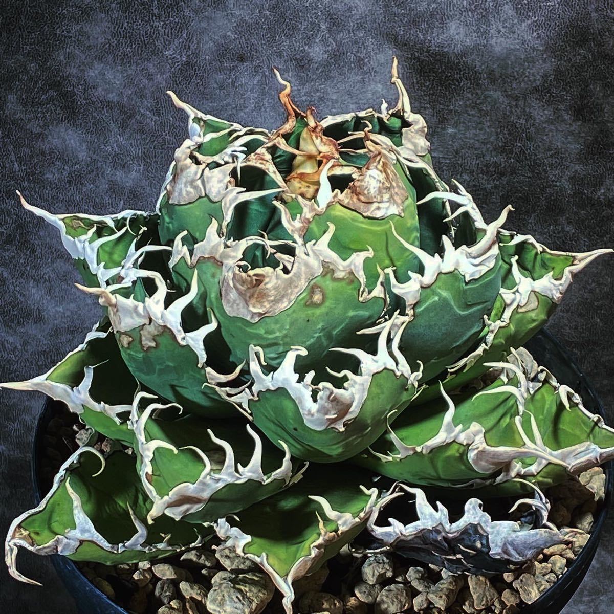 Yahoo!オークション - アガベ チタノタ 悪魔くん バケモノ スーパーチ