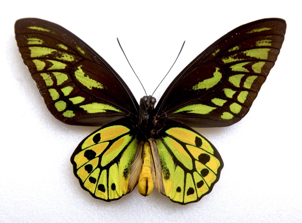 Yahoo!オークション - 外国産蝶標本 アカメガネトリバネアゲハ A-♂