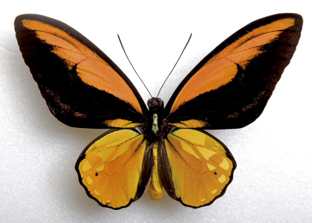 Yahoo!オークション - 外国産蝶標本 アカメガネトリバネアゲハ A-♂