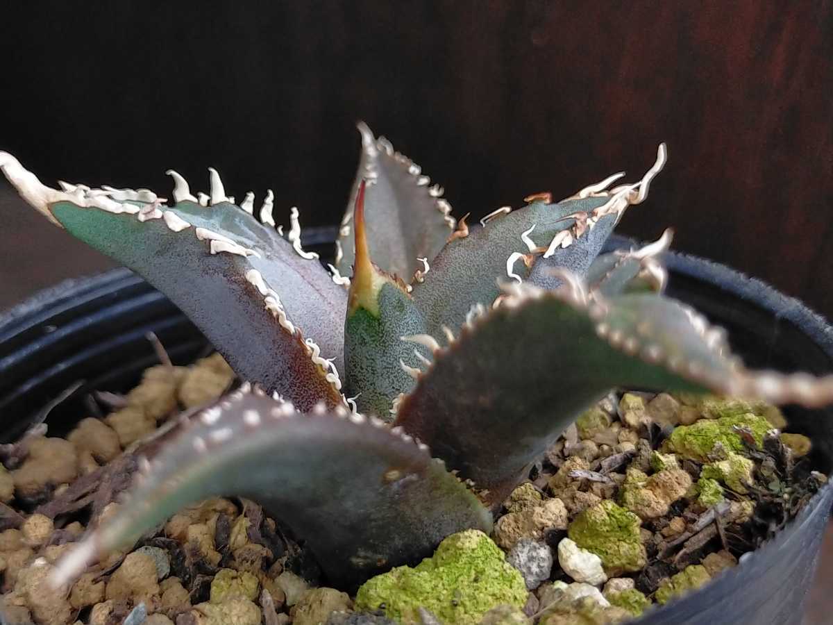 Yahoo!オークション - レジェンド チタノタ キズあり 多肉植物 アガベ