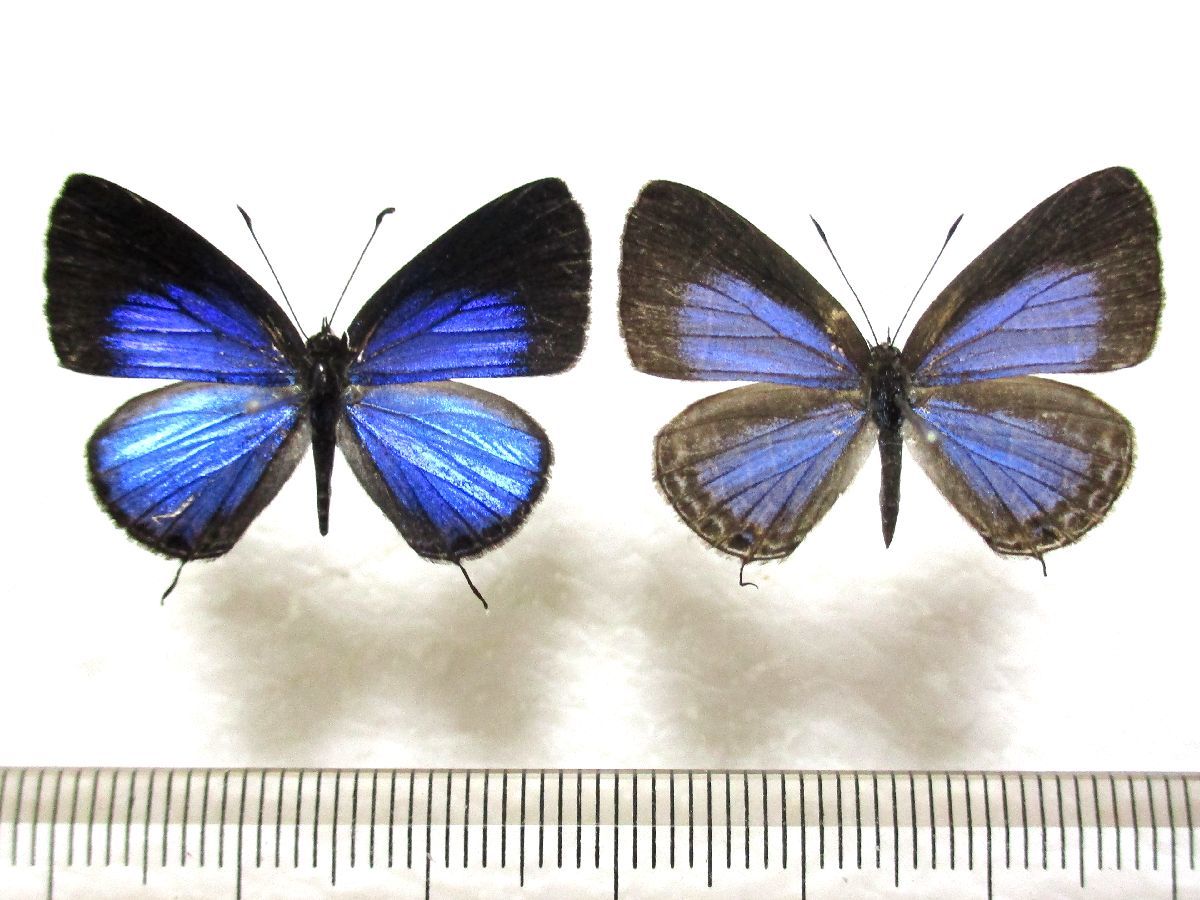 Yahoo!オークション - 蝶標本 ルリウラナミシジミ♂♀（長崎産／野外品