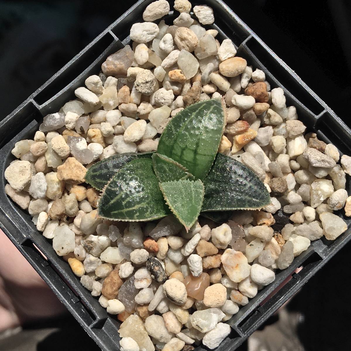 Yahoo!オークション - 【原種】 ハオルチア マクマトリー H. mcmurtryi