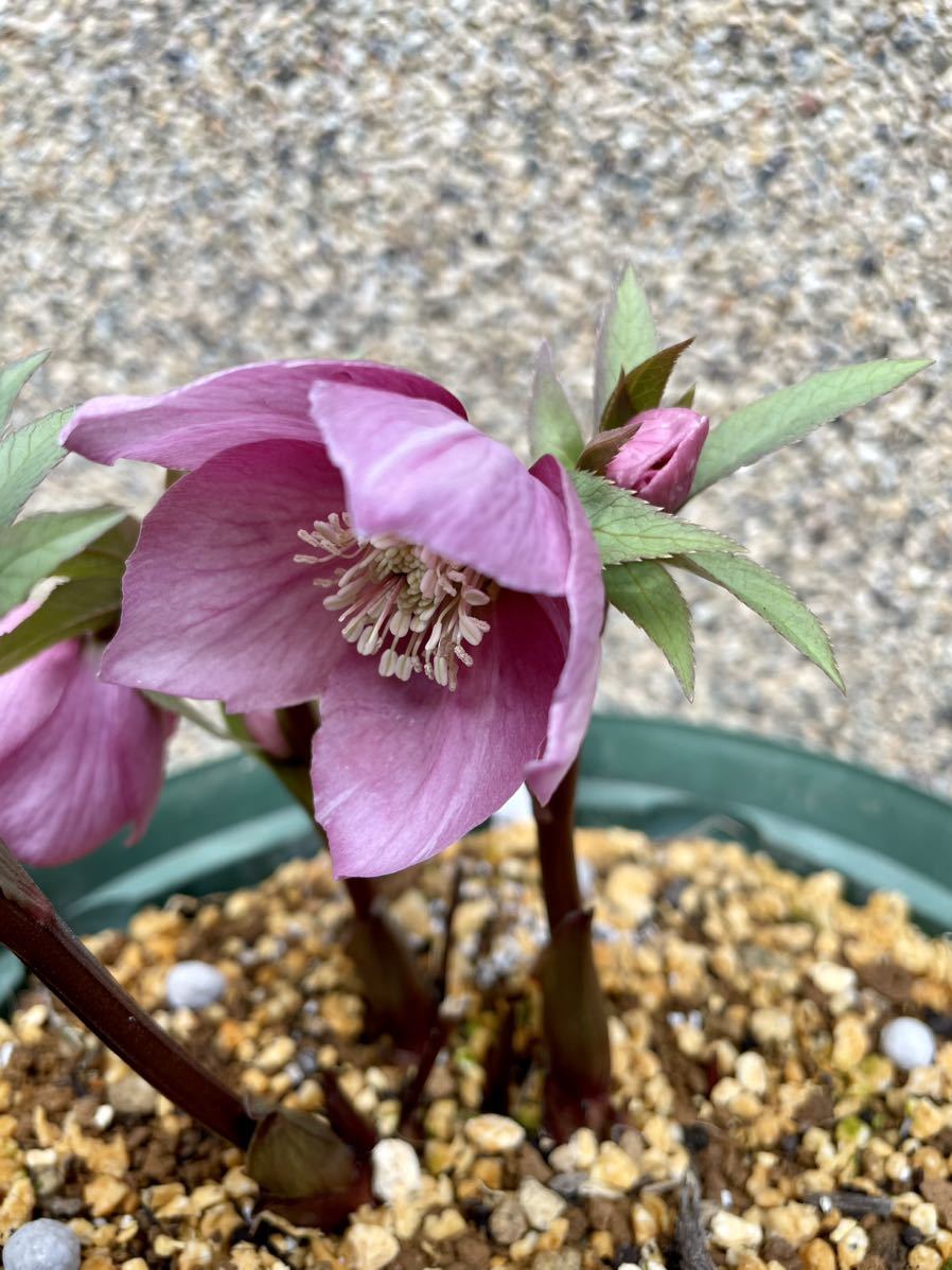 Yahoo!オークション - 稀少品 【原種クリスマスローズ交配 'チベタヌ