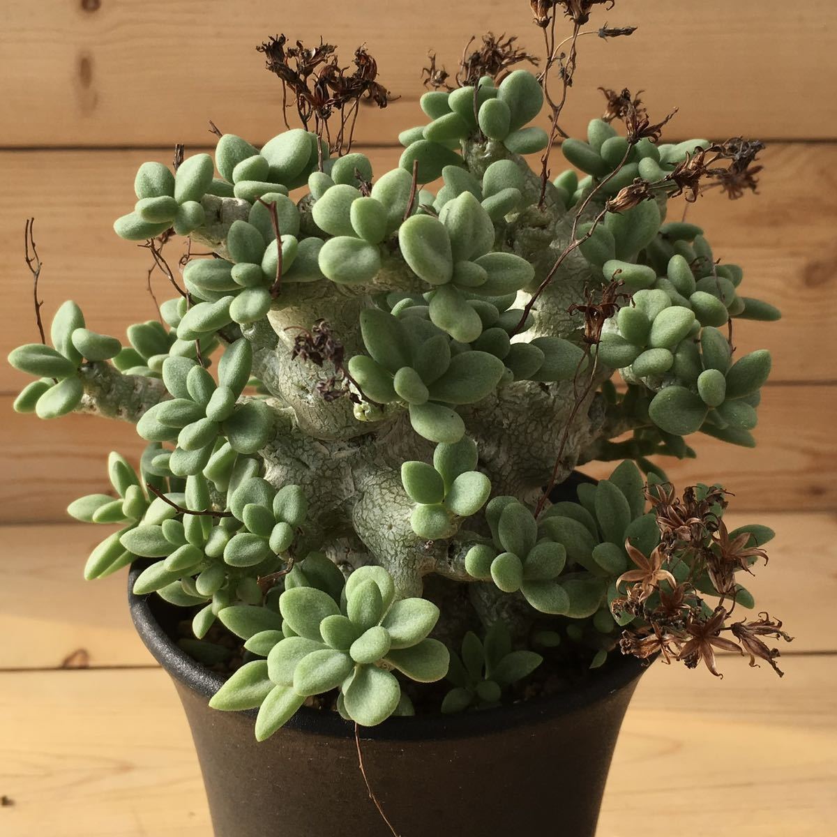 Yahoo!オークション - σ チレコドン デシピエンス 2.5号 1枚目参考画