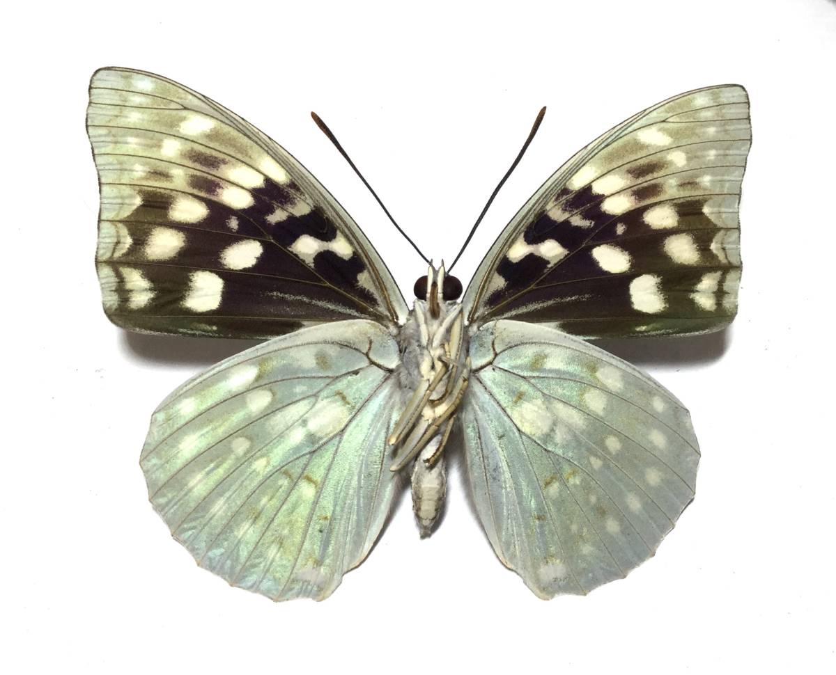 Yahoo!オークション - 蝶 標本 滋賀県産 モルフォオオムラサキスギタ
