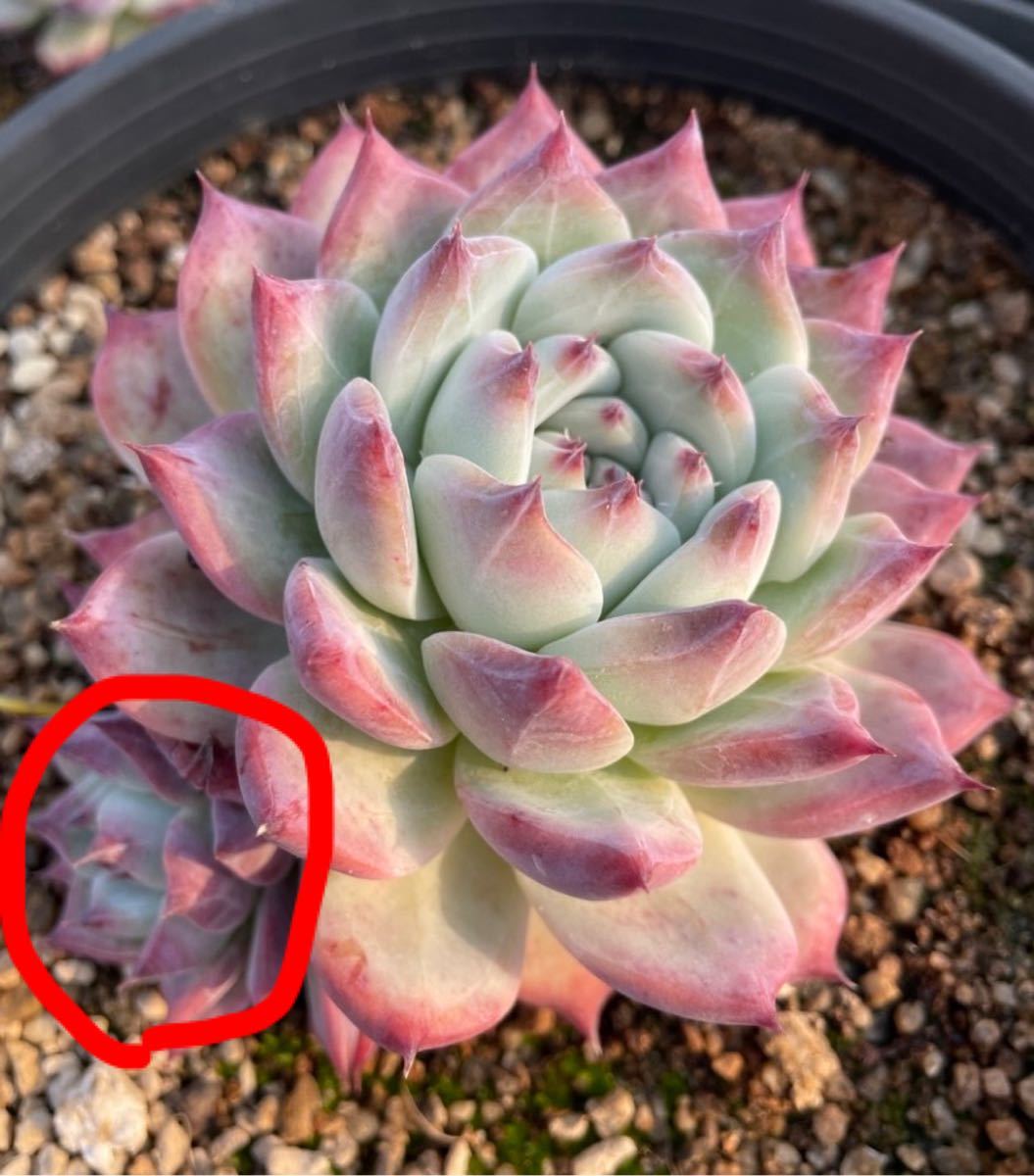 Yahoo!オークション - 臼田リンゼアナ実生 子株 クローン 多肉植物