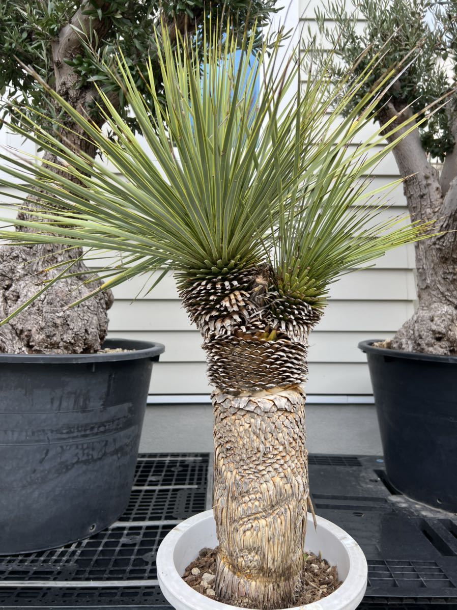 AL423】ユッカ ロストラータ ダブルヘッド 【公式通販】