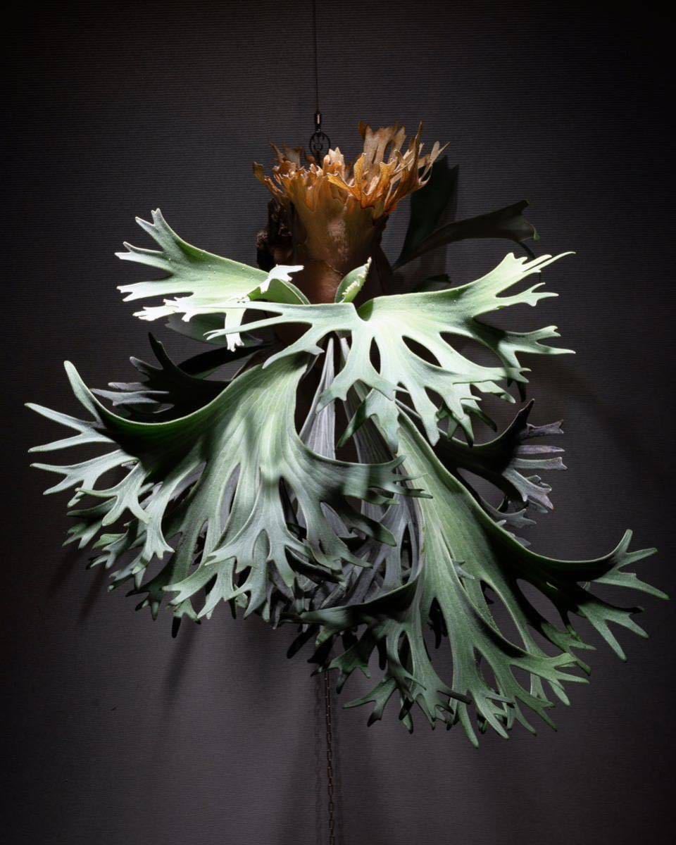 Yahoo!オークション - T P. celso セルソ ビカクシダ Platycerium コウ