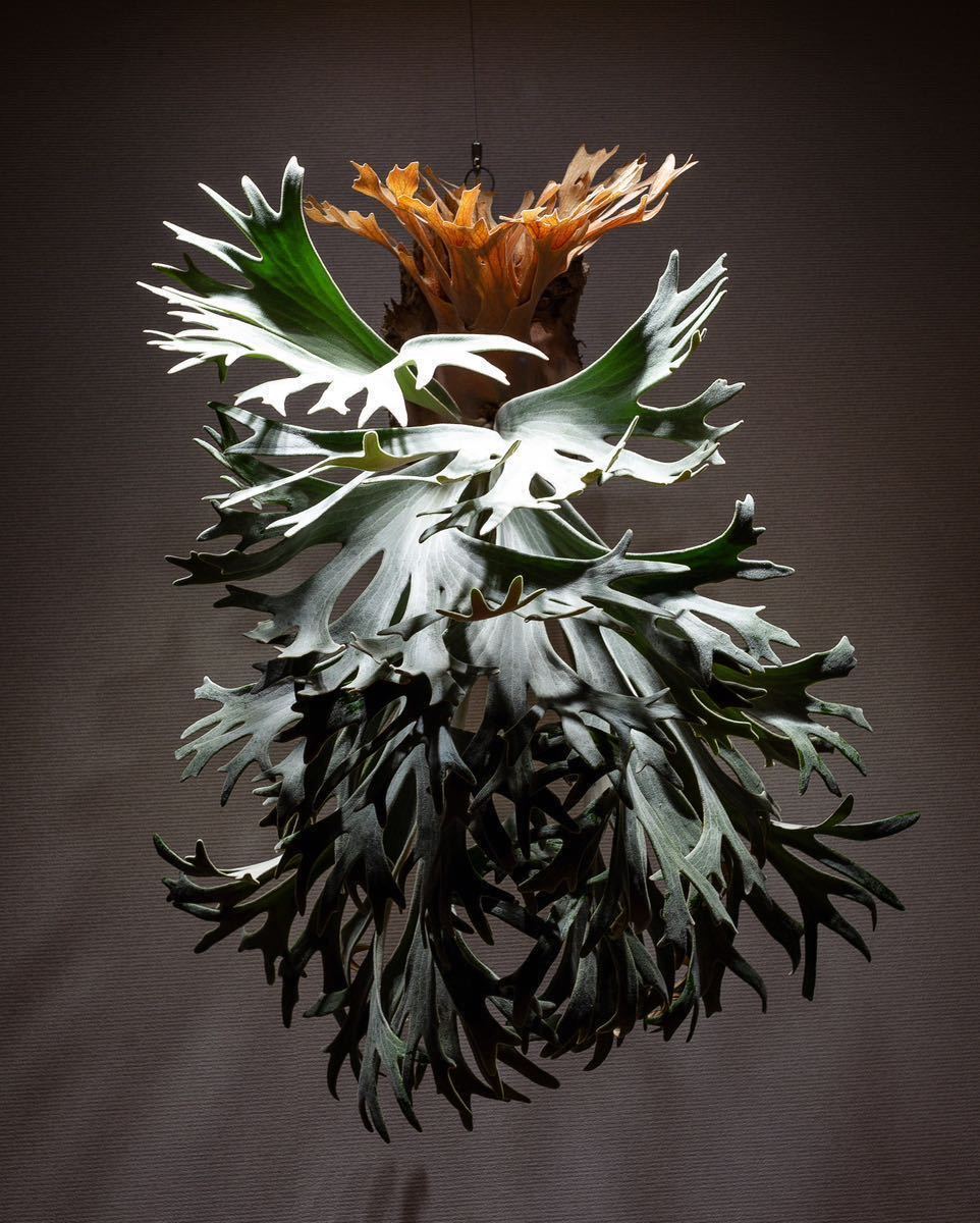 Yahoo!オークション - T P. celso セルソ ビカクシダ Platycerium コウ