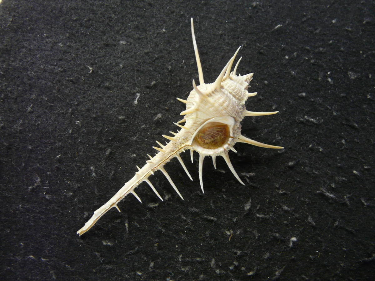 Yahoo!オークション - 貝殻標本「エンマノホネガイw/o（美 ）」