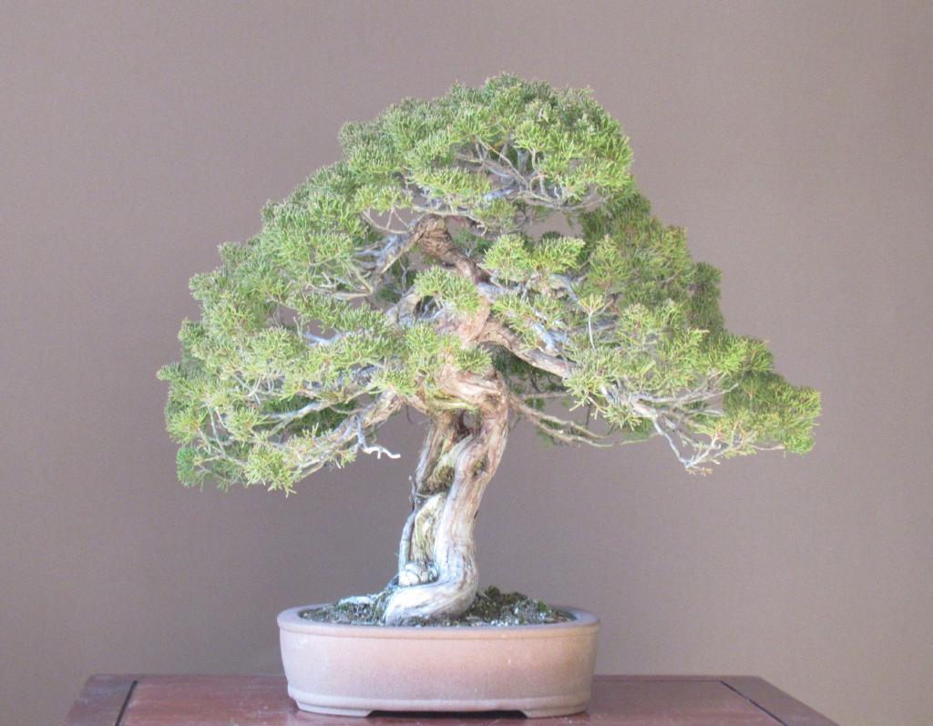 Yahoo!オークション - 「真柏盆栽」シャリ・ウロ幹/模様木(743)