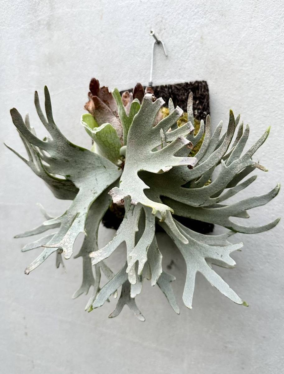 P. willinckii 'Bacteria' spore grown【vandaka】ビカクシダウィ