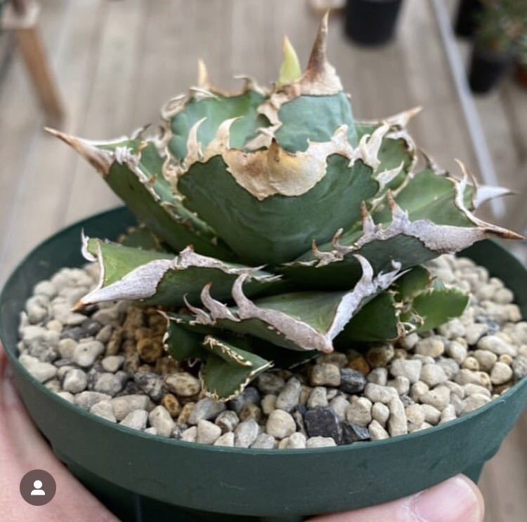 Yahoo!オークション - 【CJ産極上発根済み子株】CJspecial CJスペシャ