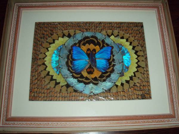 Yahoo!オークション - ブラジル産 モルフォ蝶 標本 56×45センチ額入り