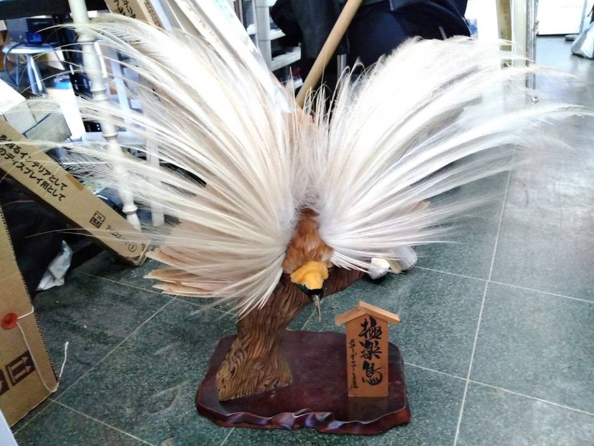 2026年最新】Yahoo!オークション -極楽鳥 剥製(アンティーク