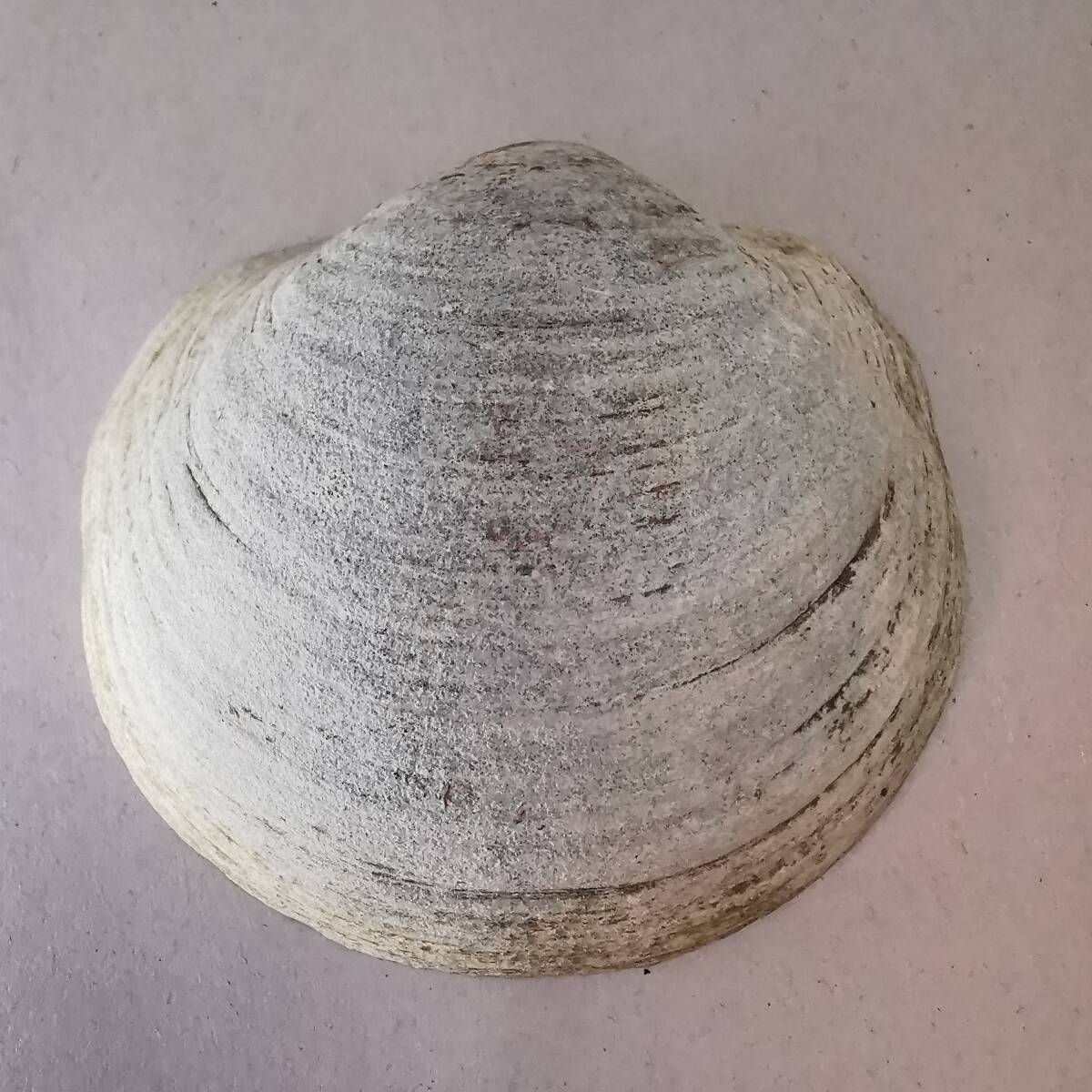 2026年最新】Yahoo!オークション -イセシラガイの中古品・新品・未使用