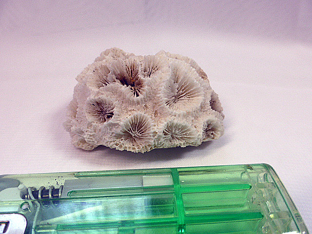 2026年最新】Yahoo!オークション -テーブルサンゴの中古品・新品・未