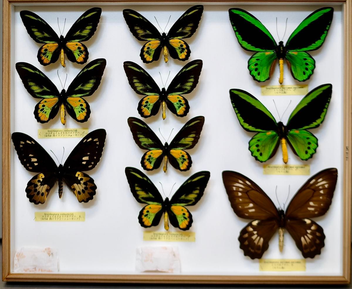 2-1 アグリアスxプレポナ・ハイブリッド(青) ♂ 蝶標本｜Yahoo!フリマ