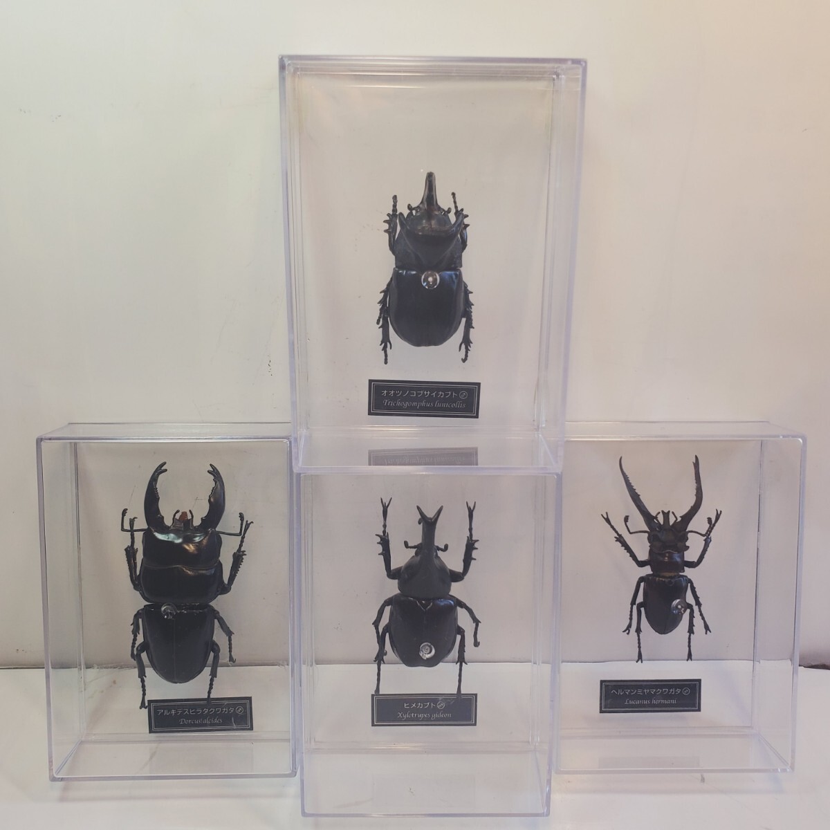 2026年最新】Yahoo!オークション -デアゴスティーニ世界の昆虫の中古品