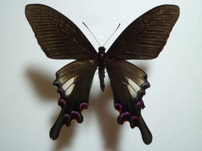 2026年最新】Yahoo!オークション -カラスアゲハ 標本の中古品・新品