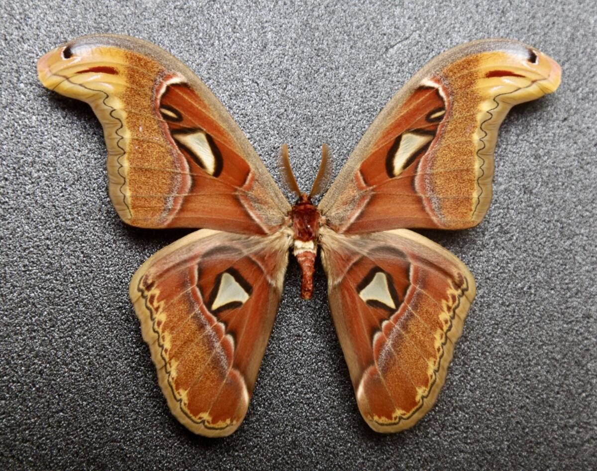 2026年最新】蛾の標本をお探しなら！魅力的な商品が揃うページ - Yahoo