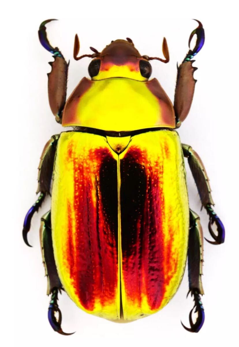 Yahoo!オークション -「プラチナコガネ標本」の落札相場・落札価格