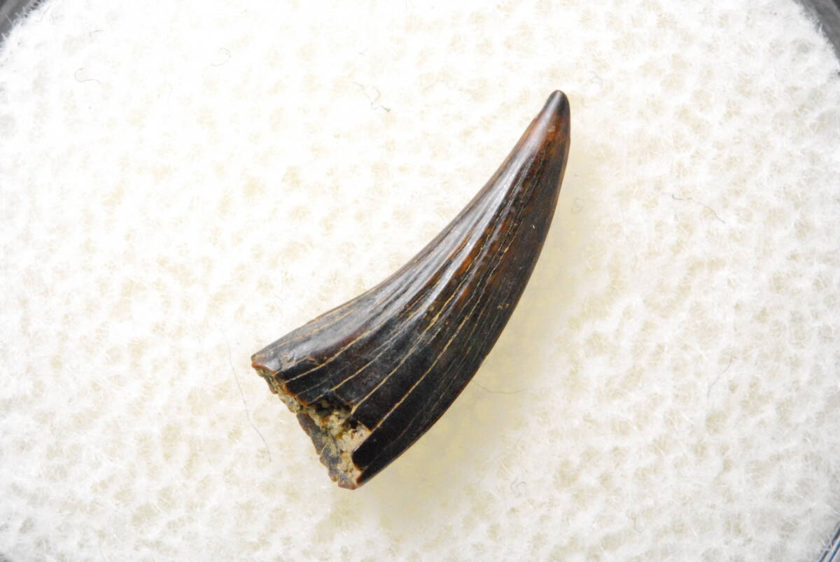 恐竜 歯 化石 ティラノサウルス [DS410] 恐竜の歯 恐竜の化石 牙 希少