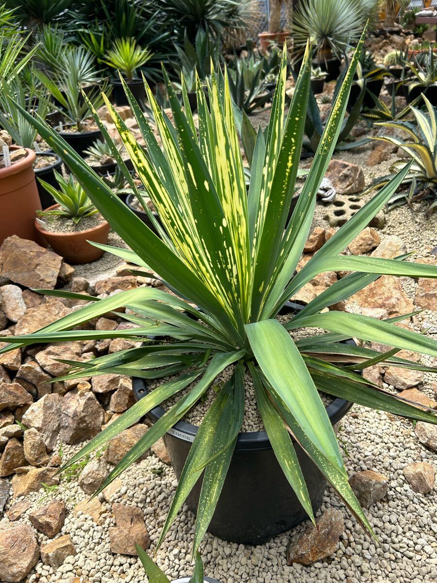 Yahoo!オークション -「ユッカ散り斑」の落札相場・落札価格