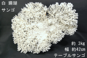 2026年最新】Yahoo!オークション -テーブルサンゴの中古品・新品・未