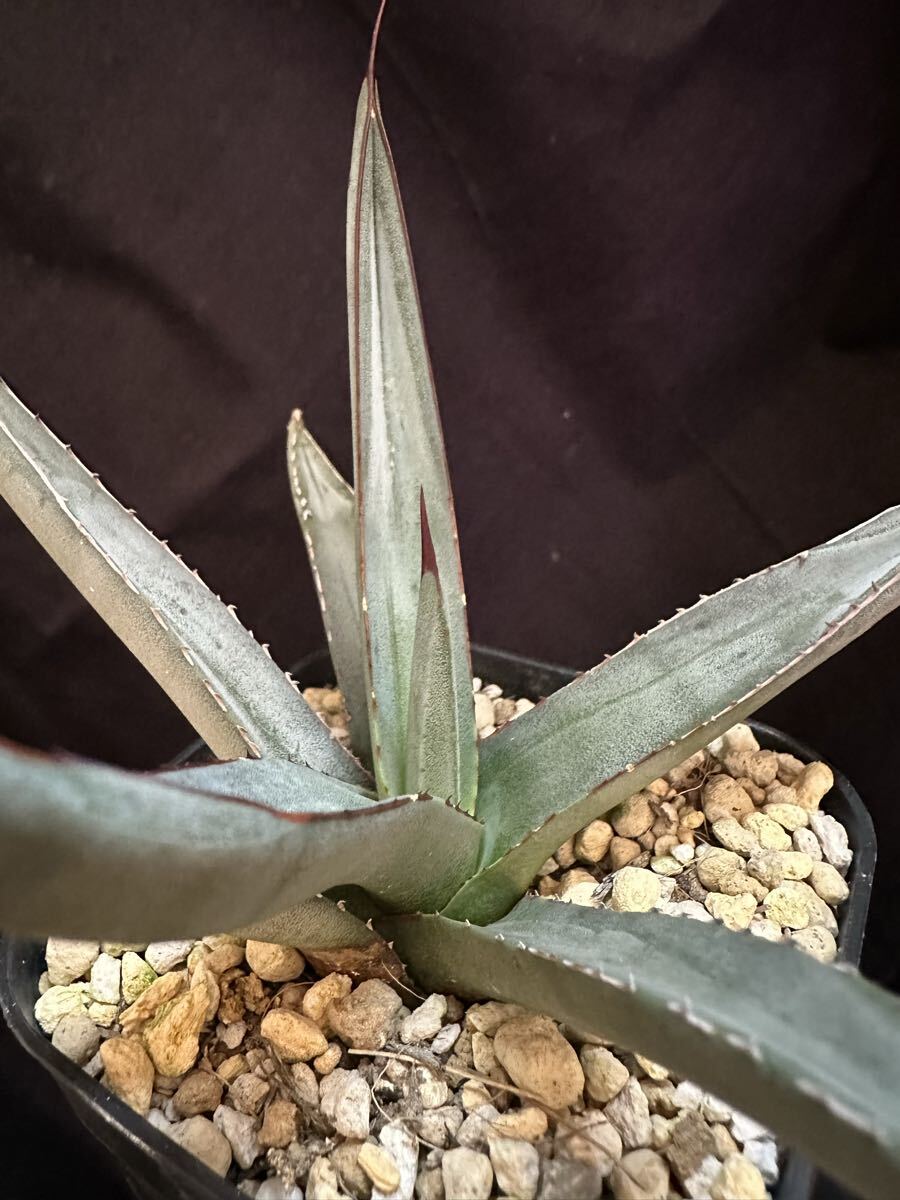 Yahoo!オークション -「シャークバイト」(アガベ) (観葉植物)の落札