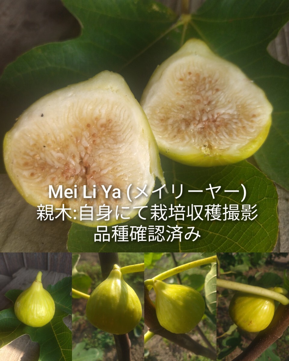 Yahoo!オークション -「イチジク メイリーヤー」の落札相場・落札価格