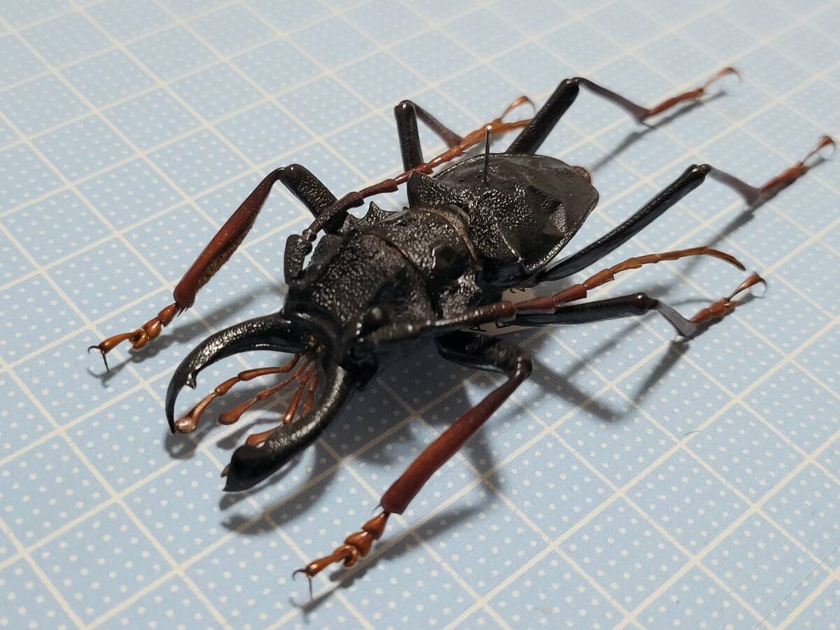 Yahoo!オークション -「ノコギリカミキリ」(ペット、生き物) の落札